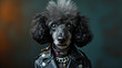 A poodle in a punk rock leather jacket and mohawk, looking fierce.