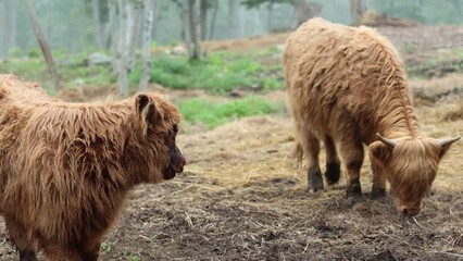 Canvas Print - Pair of Highland Cow Calves look at each other and one at a time go to knees to rest