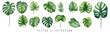 Collection set of green leaf monstera vector watercolor isolated on white background, watercolor leaves collection. Vector Illustartion.