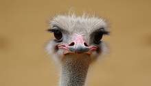 An Ostrich With A Detailed Close-up Of Its Face, Highlighting Its Large Eyes, Long Eyelashes, And Pink Beak Against A Tan Background
