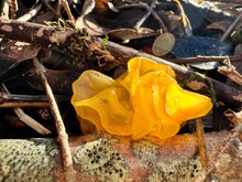 Yellow Jelly Fungus In Sunlight