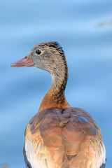Wall Mural - portrait of a black-bellied whistling duck from the rear