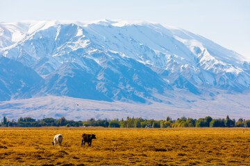 two cows are grazing in front of mountains sunny autumn afternoon.