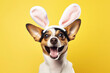 Funny jack russell dog with easter bunny ears on yellow background.