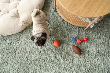 Sticker - Cute pug dog with toys on green carpet at home, top view