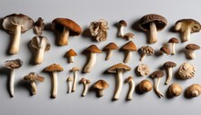 A Collection Of Mushrooms On A White Surface