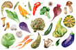 Collection of hand drawn vegetables and herbs isolated on white background. Carrots, pepper, peas, mushrooms, pumpkins, eggplant and other vegetables illustration.