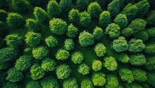 Aerial View Of A Dense, Green Forest With Various Shades Of Green Indicating Different Types Of Trees Or Stages Of Growth.
