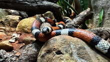 Portrait Of Coral Snake In ZOO