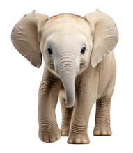 Portrait Of Baby Elephant Looking Forward Isolated On Transparent Background, Generative Ai
