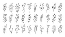 Hand Drawn Flower Doodles. Hand Drawn Sketch Of Spring Flower Plant. Vector Simple Flower.