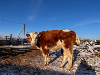 Wall Mural - Cow Eating Hay on Farmland in Winter