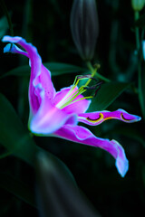 Canvas Print - Pink lily flower on dark background in the garden at Chiang Mai Province