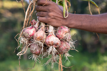 Wall Mural - Farmer Hand Holding A Bunch of Red Onion at the Field During Cultivation Harvest Season in the Countryside of Bangladesh