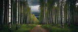 Fototapeta Sypialnia - Birch forest, pathway, photography backdrop, wedding backdrop, maternity backdrop