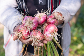 Wall Mural - Farmer Hand Holding A Bunch of Red Onion at the Field During Cultivation Harvest Season in the Countryside of Bangladesh