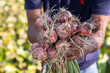 Farmer Hand Holding A Bunch of Red Onion at the Field During Cultivation Harvest Season in the Countryside of Bangladesh