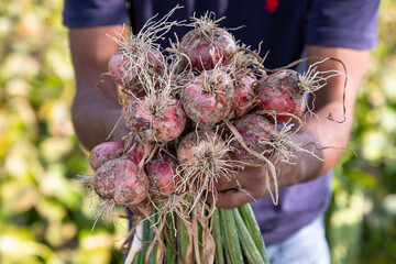 Wall Mural - Farmer Hand Holding A Bunch of Red Onion at the Field During Cultivation Harvest Season in the Countryside of Bangladesh