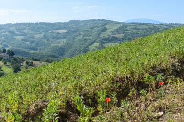 Sticker - New tree crop of pistachio in Umbria