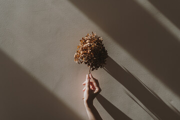 Wall Mural - Hand holding dry hydrangea flower bud over neutral beige wall. Aesthetic shadows in soft and warm sun light