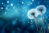 Fototapeta Dmuchawce - Beautiful puffy dandelions and flying seeds
