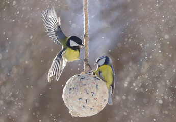 Wall Mural - Little birds perching on fatball feeder. Blue tit and Great tit. Winter time