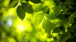 fresh green chlorophyll leaves in nature with sunlight