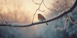 Robin bird on tree. Bird on frozen branch. Winter morning landscape.