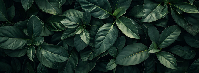 Poster - A nature background featuring an abstract green leaf texture. The image showcases dark green tropical leaves in close-up, revealing layered textures and various elements of tropical flora.