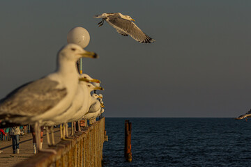 Wall Mural - A group of several seagulls or gulls stand in a row on a seaside railing at golden hour near the ocean at sunset or sunrise with water on the horizon. It's Caspian gull (Larus cachinnans).