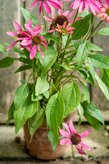 Poster - echinacea flowers in the pot