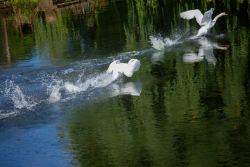 Wall Mural - Two swans taking off on river Avon,  Bidford-on-Avon, Warwickshire, England