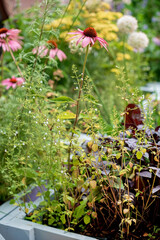 Wall Mural - summer garden with different plants