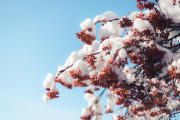 青空の下、雪を被った綺麗なナンテン