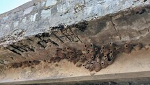 Panoramic View Of Unique Mud Nests Of Swallow Birds Or Hirundo Rustica Beneath A Canal Bridge