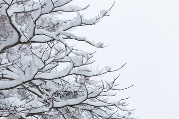 Wall Mural - white snow on dark tree branches against light grey overcast sky