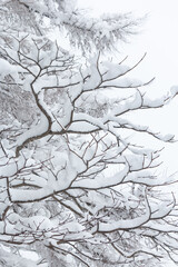 Wall Mural - white snow on dark tree branches against overcast sky