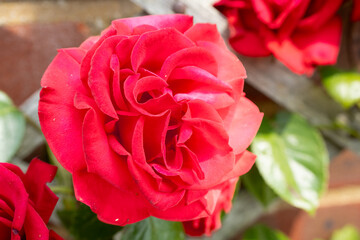 close-up of chateau garden flora in France