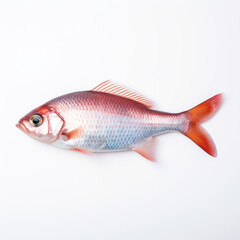 Wall Mural - fish on white background.