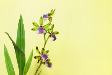 Wall Mural - purple-green zygopetalum orchid inflorescence before solid color background.
