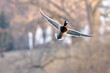 Duck Flight