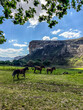 horses in the drakensberg mountains, South Africa
