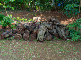 Wall Mural - A Pile of Old Tree Logs Placed on a Plain Soil