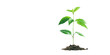 single tree seedling with lush green leaves standing tall and proud, against a white background.
