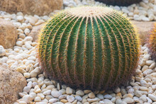 Spiky Spherical Cactus With Yellow Spines. Kroenleinia Grusonii Or Golden Barrel Cactus, Golden Ball Or Mother-in-law's Cushion.