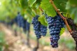 Experience a sampling of Merlot or Cabernet Sauvignon grapes on prestigious vineyards in Pomerol Saint-Emilion, France.
