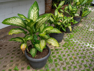 Five Potted Dumb Cane Green Plants Placed Outdoor on Cobblestones Floor