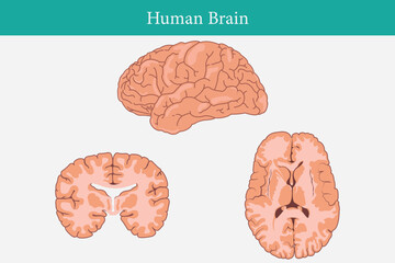Wall Mural - set vector illustration of human brain. cross section of human brain. vector education illustration.
