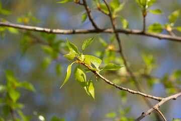 Wall Mural - Spring, young poplar leaves on a branch close up.