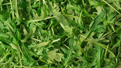 Wall Mural - Fresh leaves of arugula as a background.